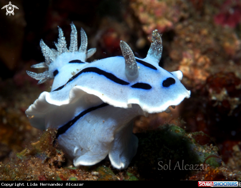 A nudibranch