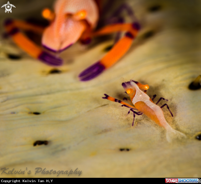 A Juvenile emperor shrimp 