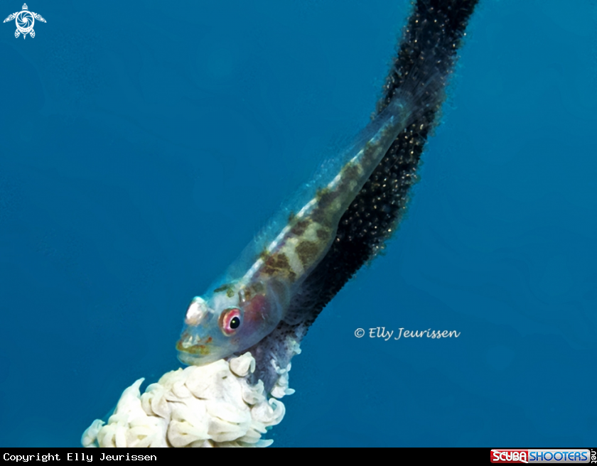 A Goby