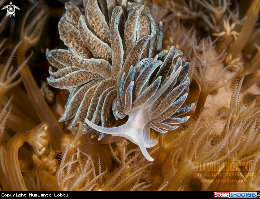 A Phyllodesmium Nudibranch