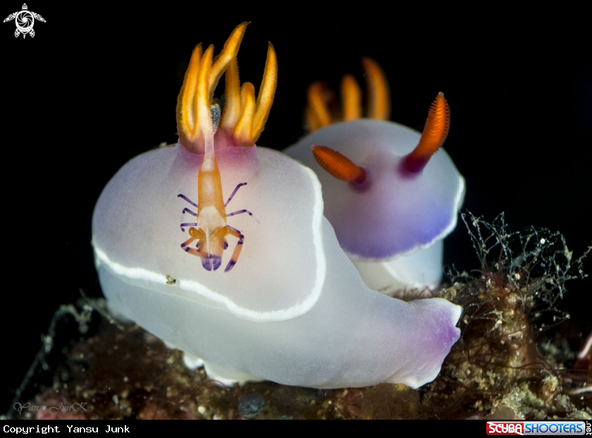 A Hypesolodoris bullockii
