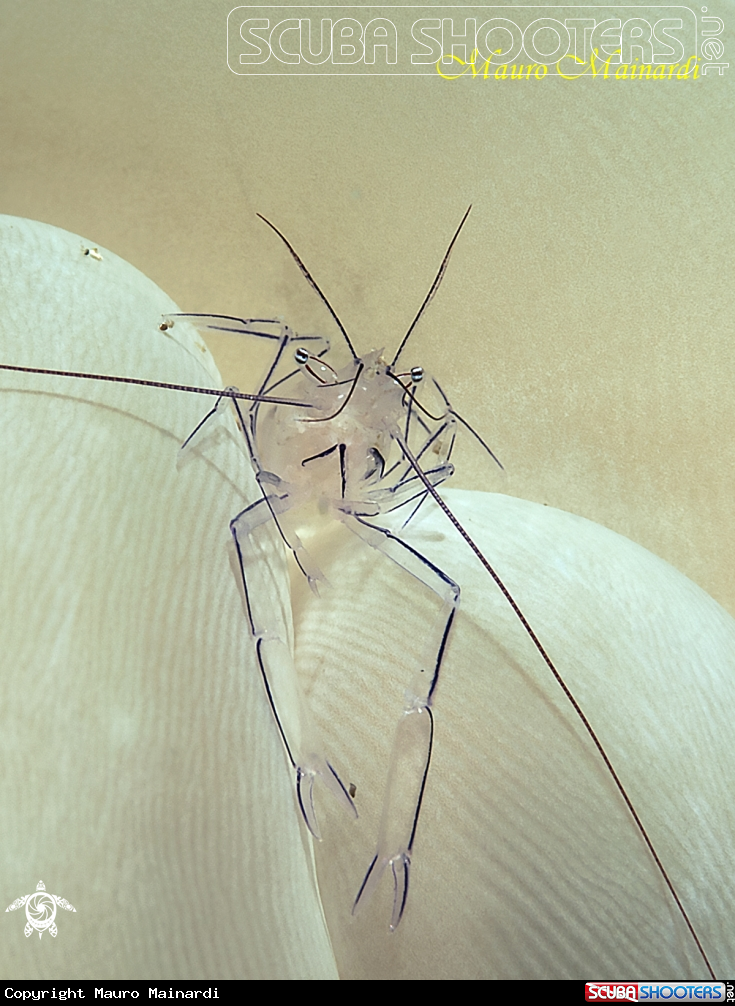A Bubble shrimp