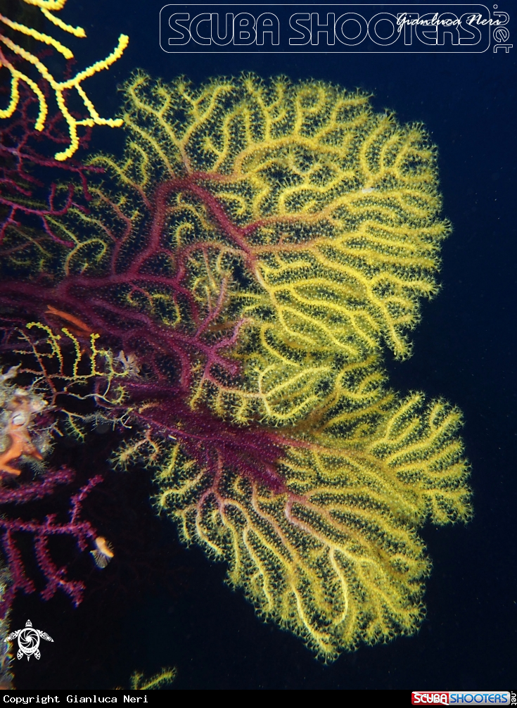 A Gorgonie