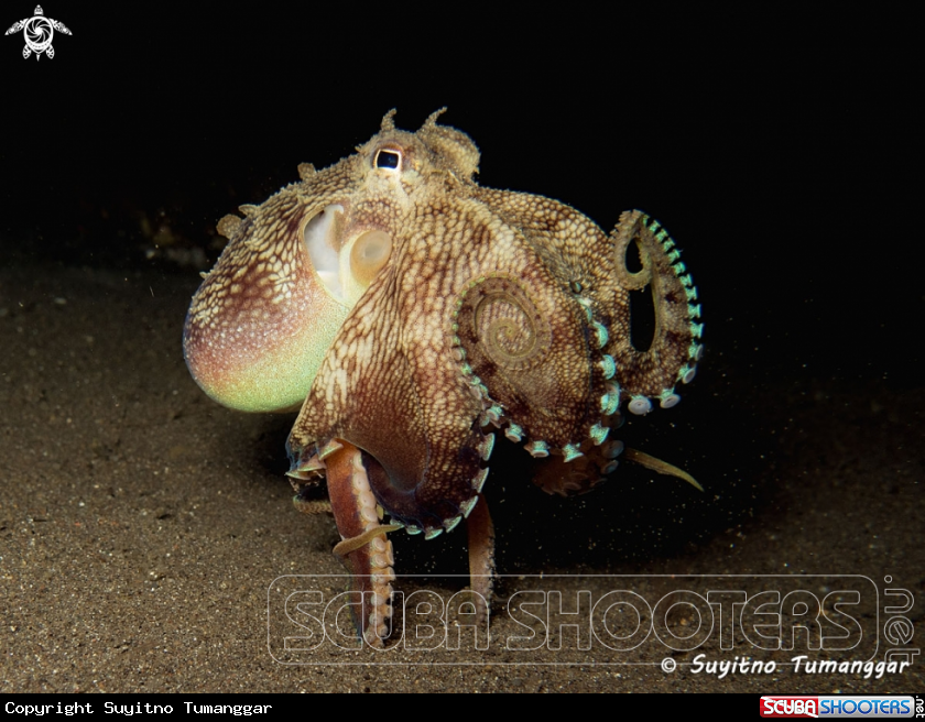 A Octopus