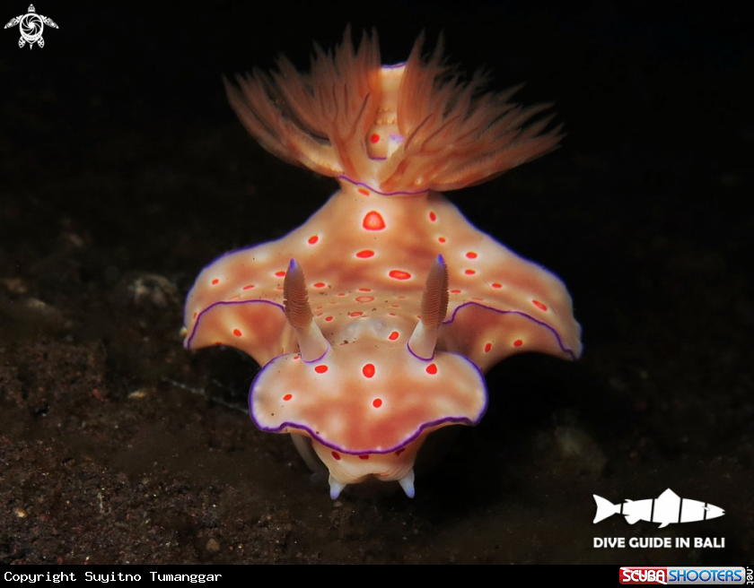A Nudibranch