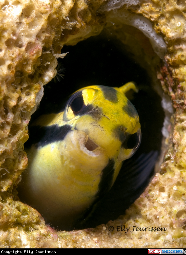 A Blenny