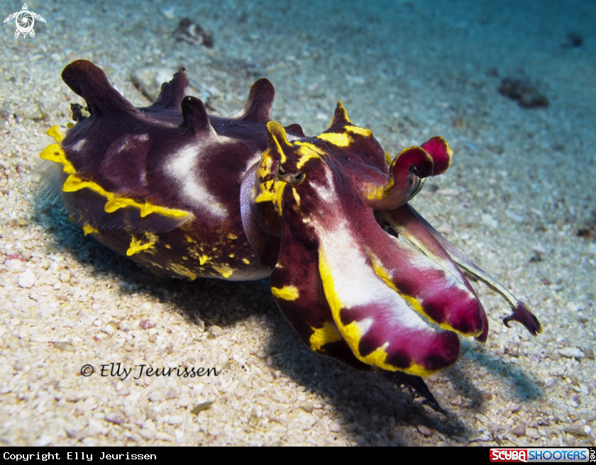 A Flamboyant Cuttlefish