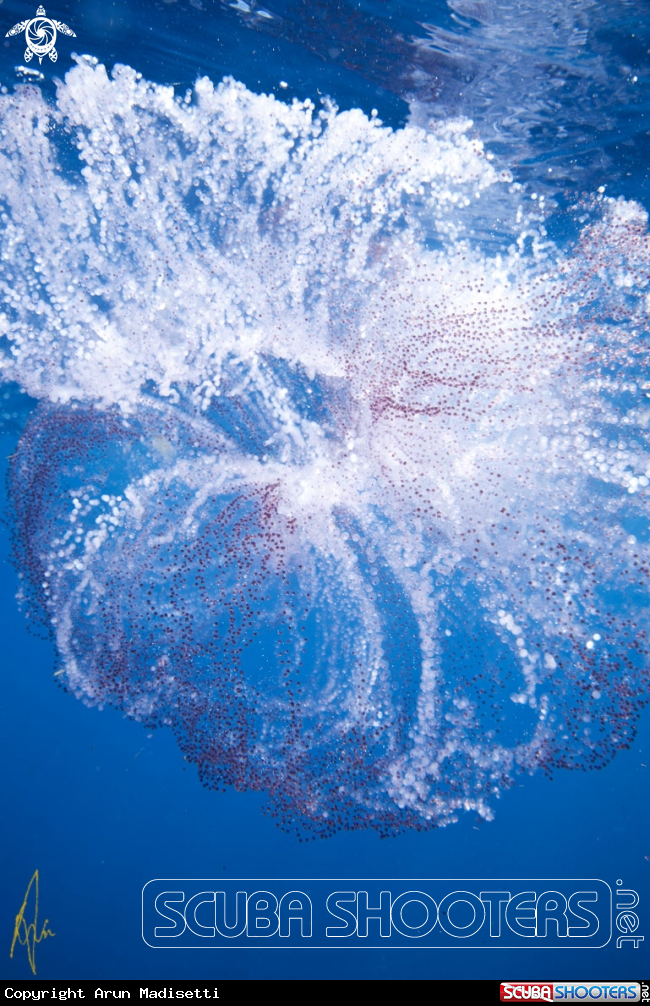 A Pyrosome