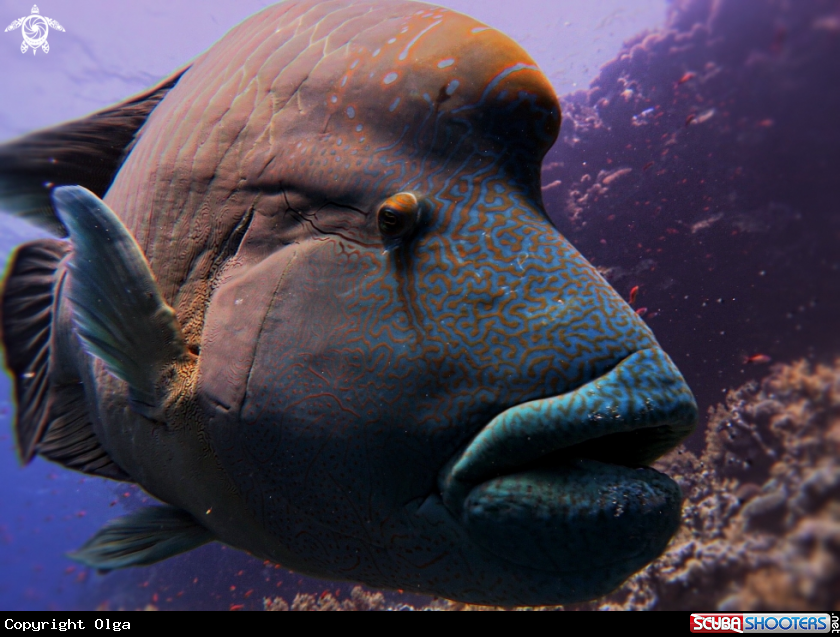 A Napoleon Wrasse
