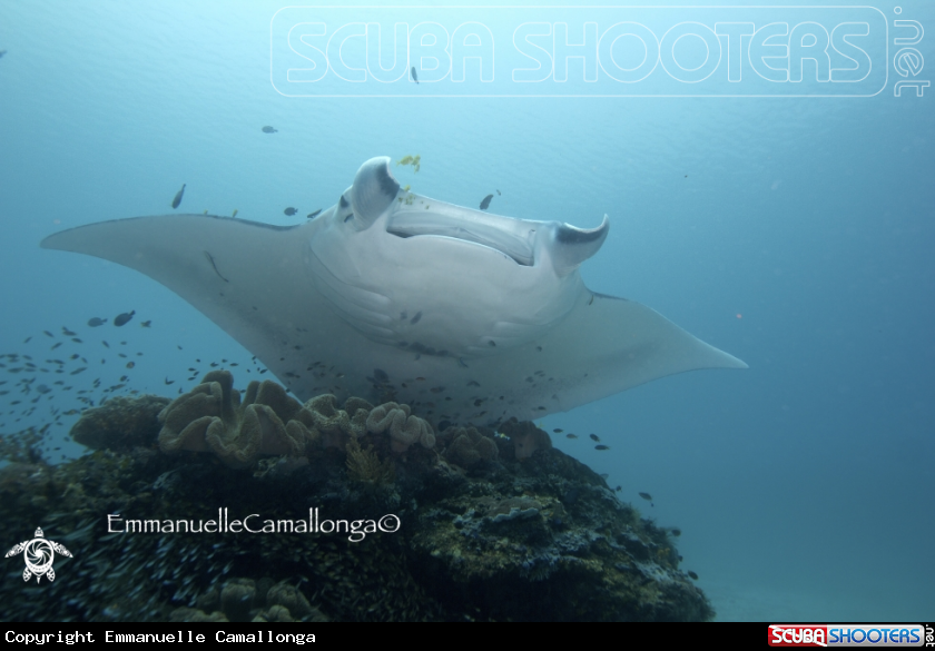 A Manta Ray