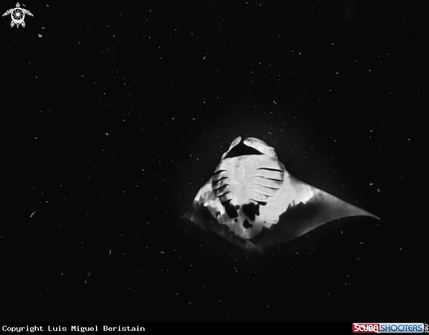 A Manta Birostris
