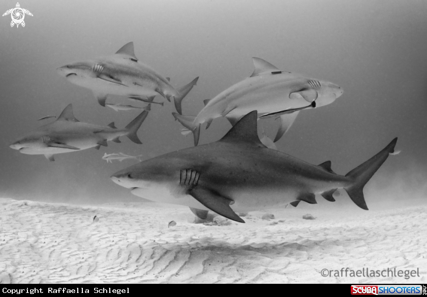 A Bull Shark 