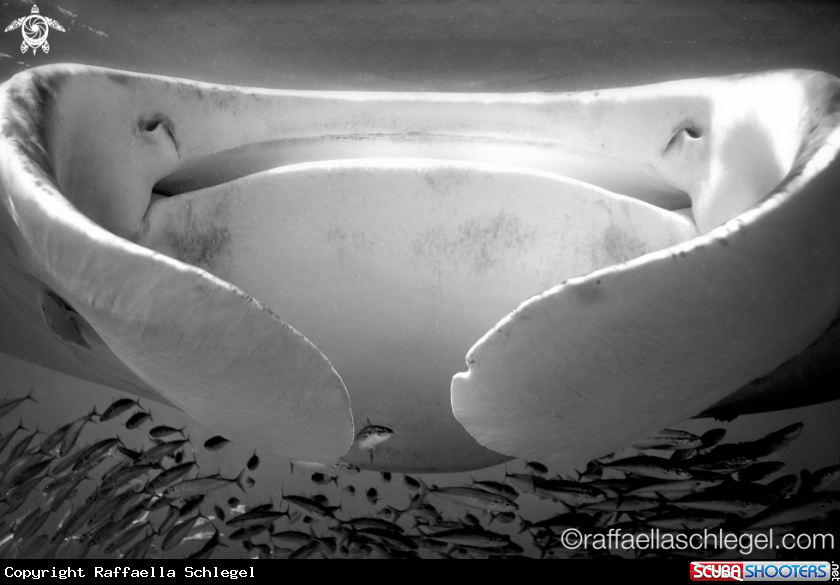 A Manta Ray 