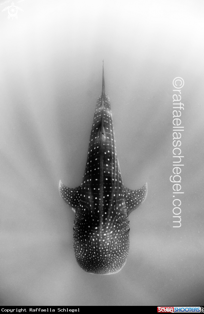 A Whale Shark 