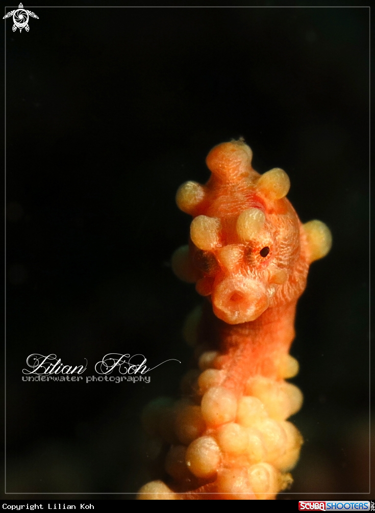 A Pygmy Seahorse