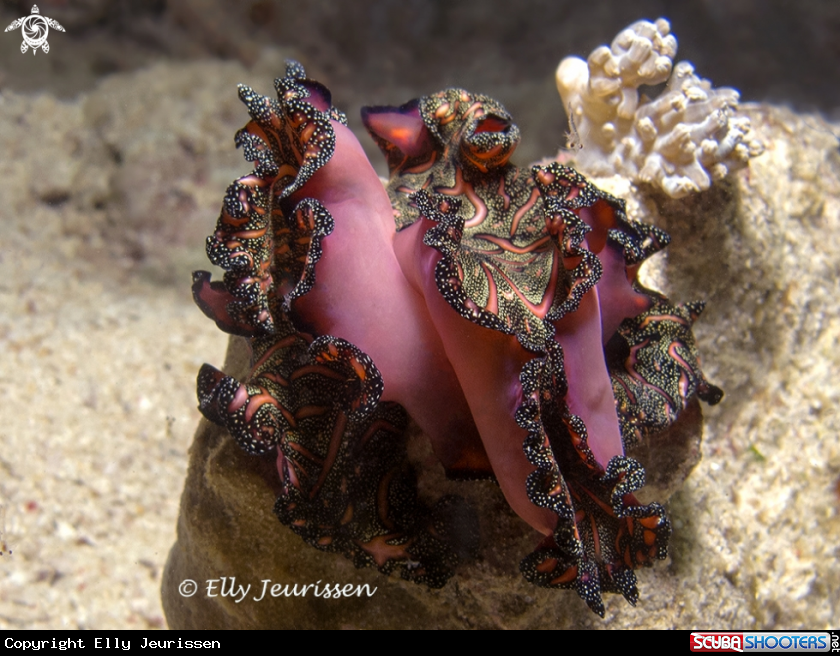 A Persian carpet flatworm
