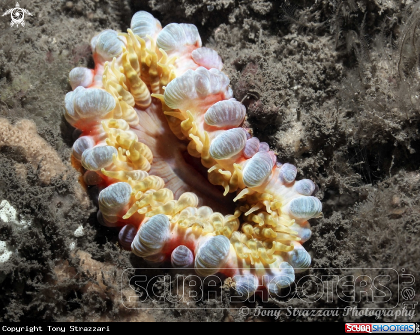 A Anemone