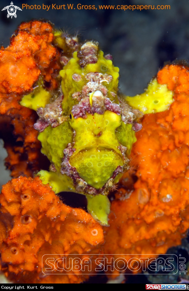 A Antennarius Antennarius, Froggfish, Warzen Anglerfisch