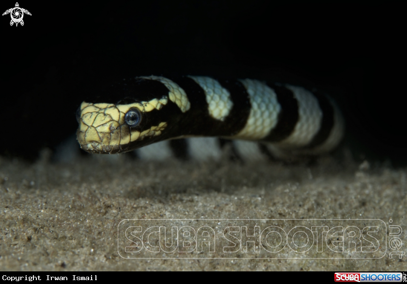 A Banded sea krait
