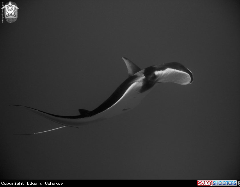 A Manta ray