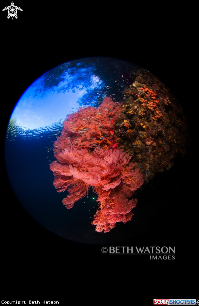 A Gorgonian
