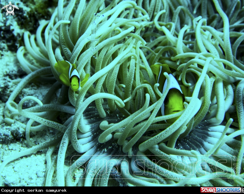 A Botia macracanthus