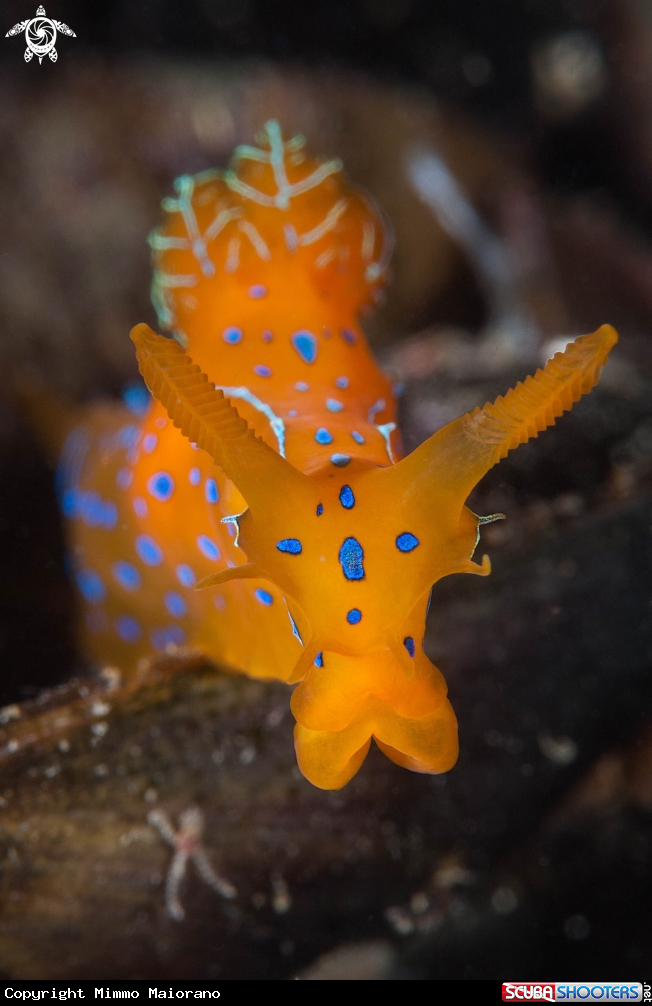 A Nudibranco