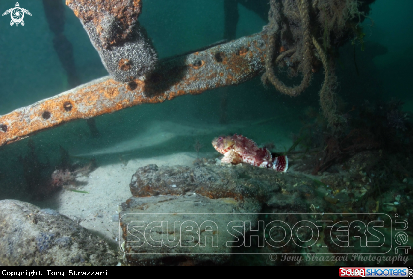 A Red Rock Cod