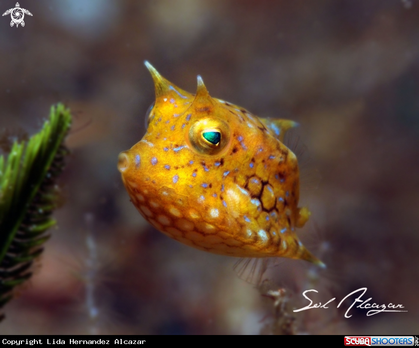 A cowfish