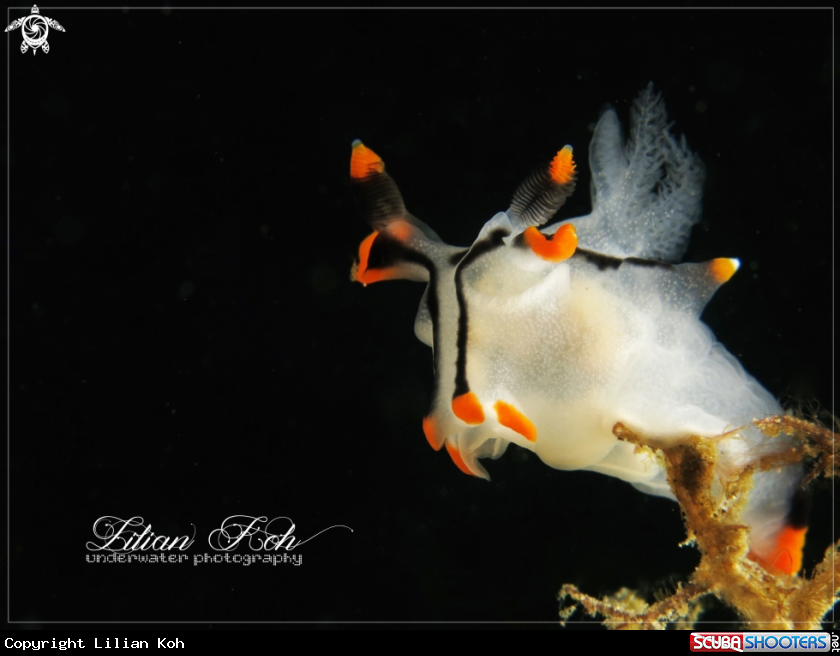 A Pikachu Nudibranch