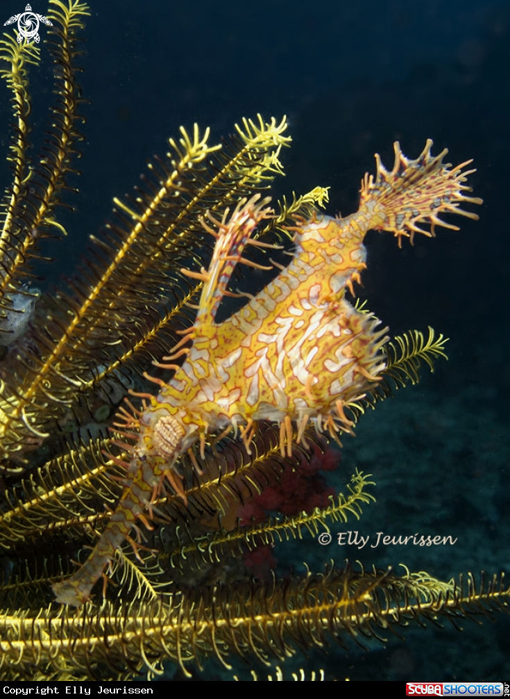 A Ornate Ghost Pipefish