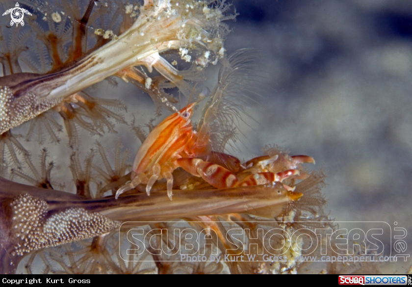 A Porzelan crab