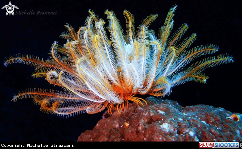 A Feather Star
