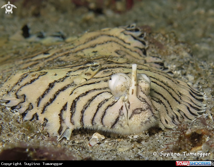 A Tiger sole