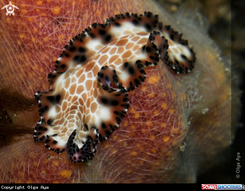 A Maritigrella fuscopunctata