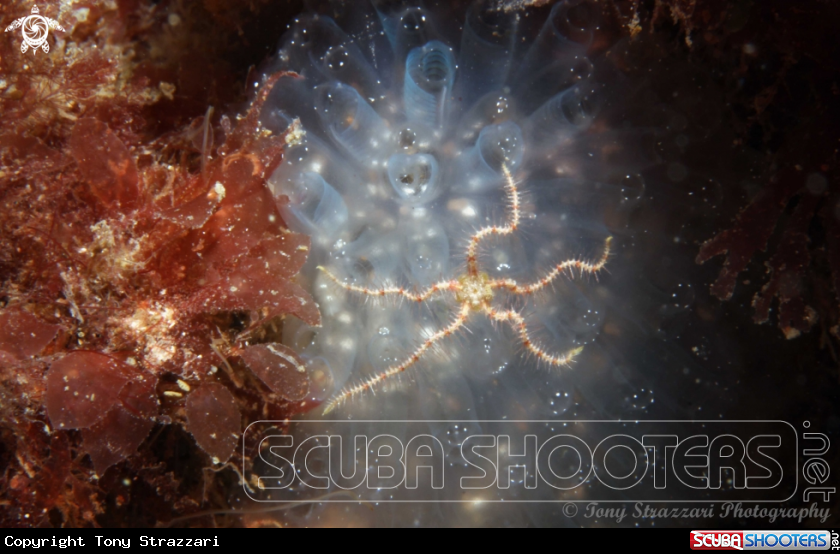 A Brittlestar