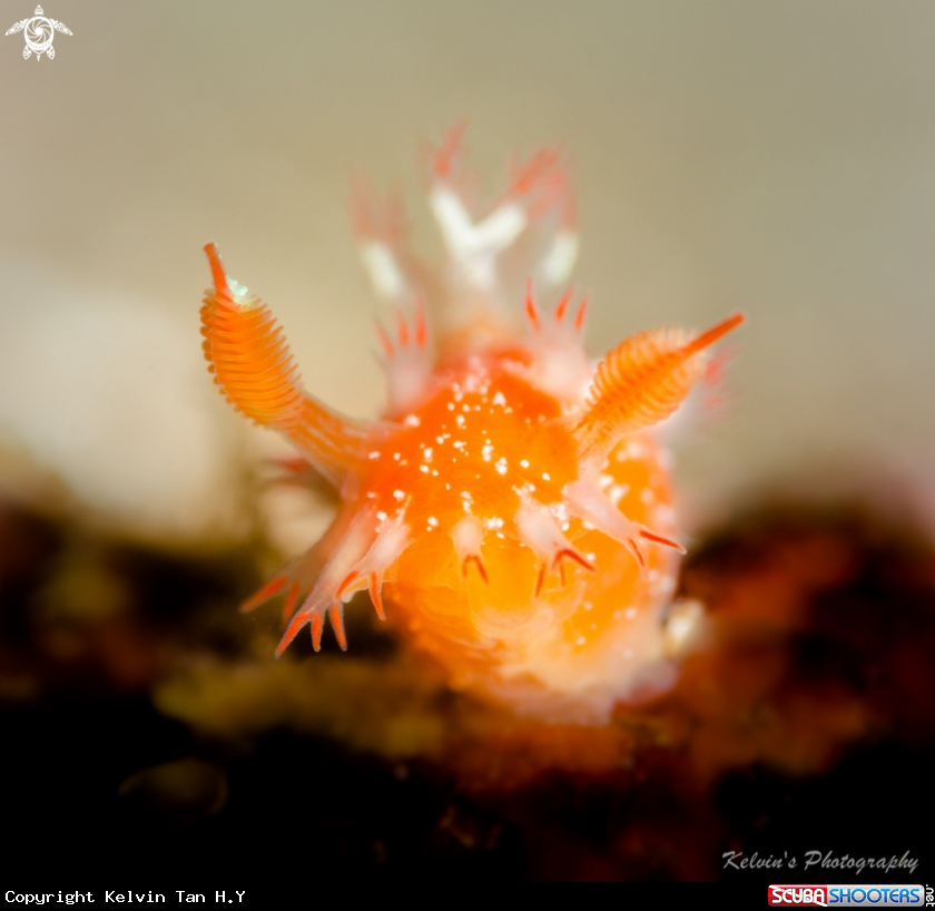 A Nudi