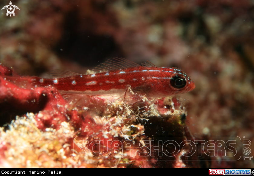 A Goby
