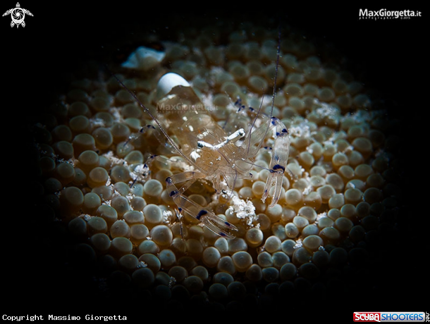 A anemon shrimp