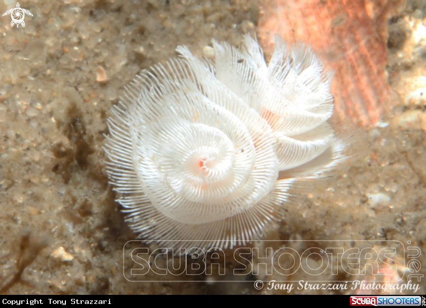 A Horseshoe worm