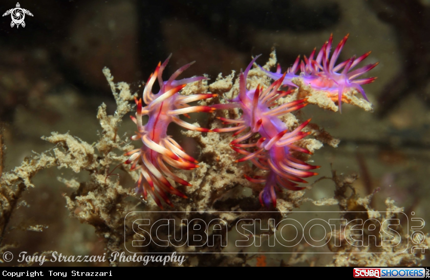 A Flabellina rubrolineata