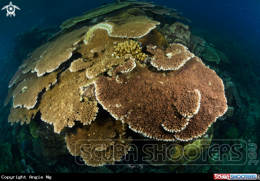 A Taele Coral