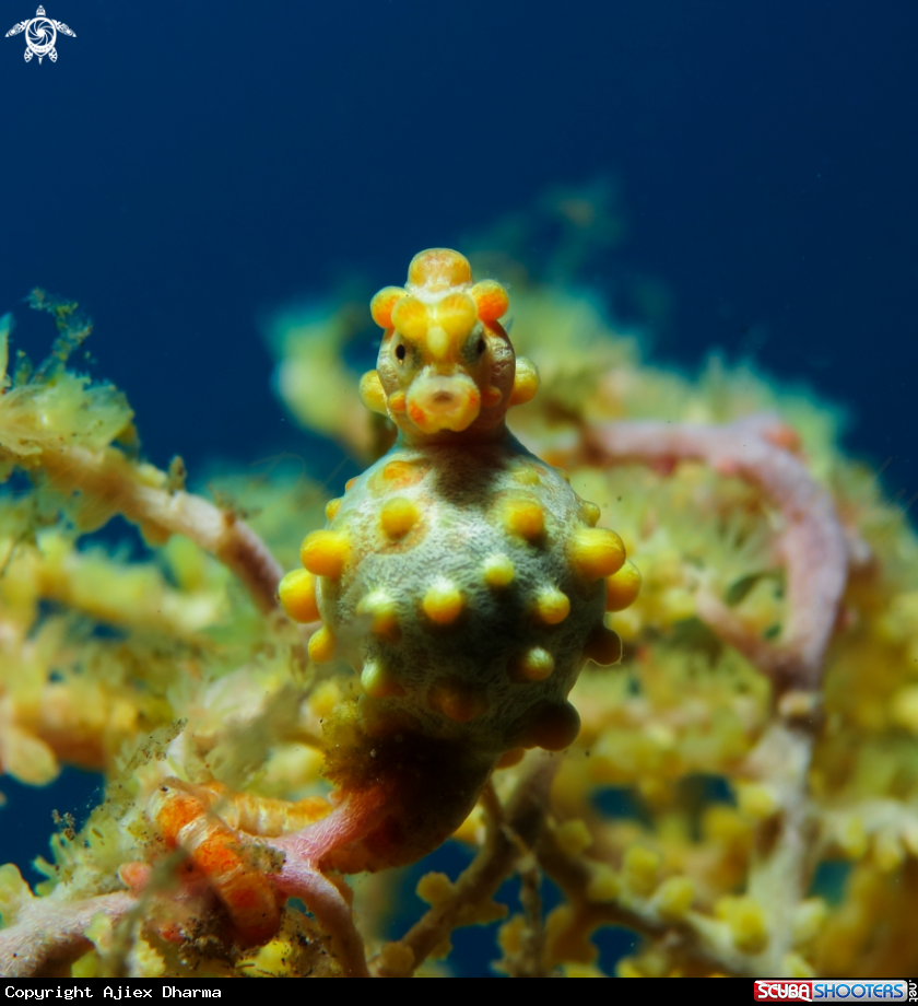 A pigmy