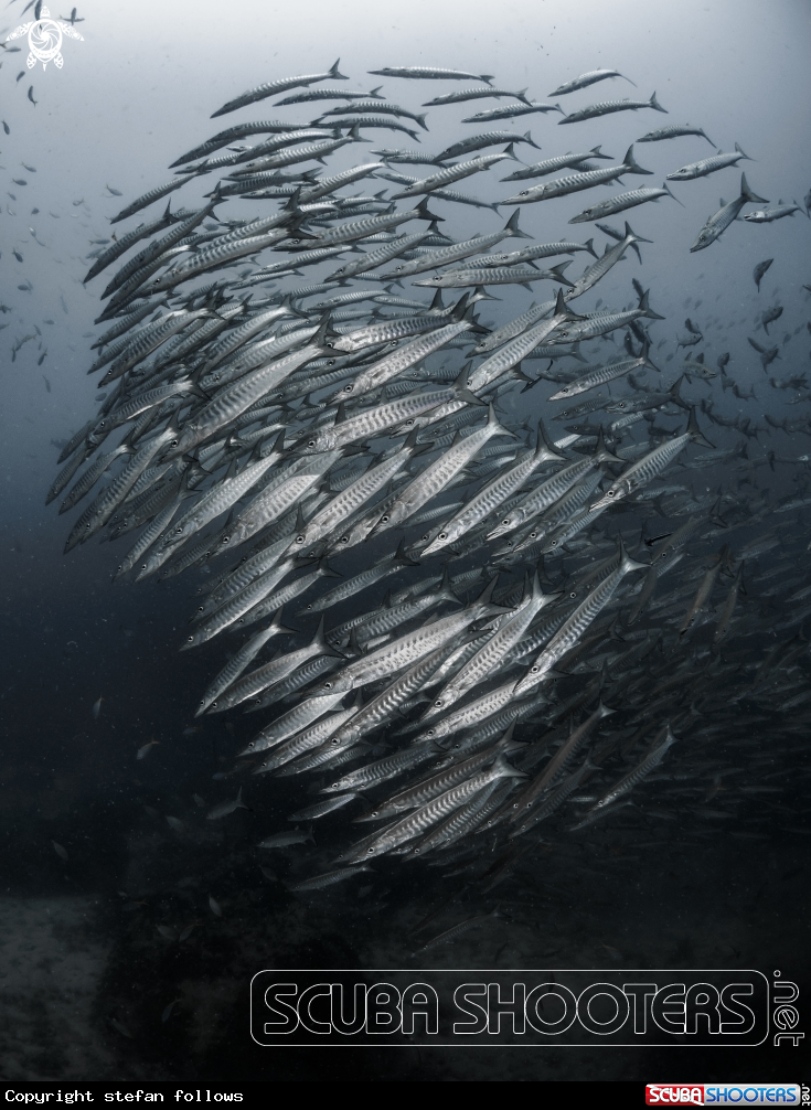 A Chevron Barracuda