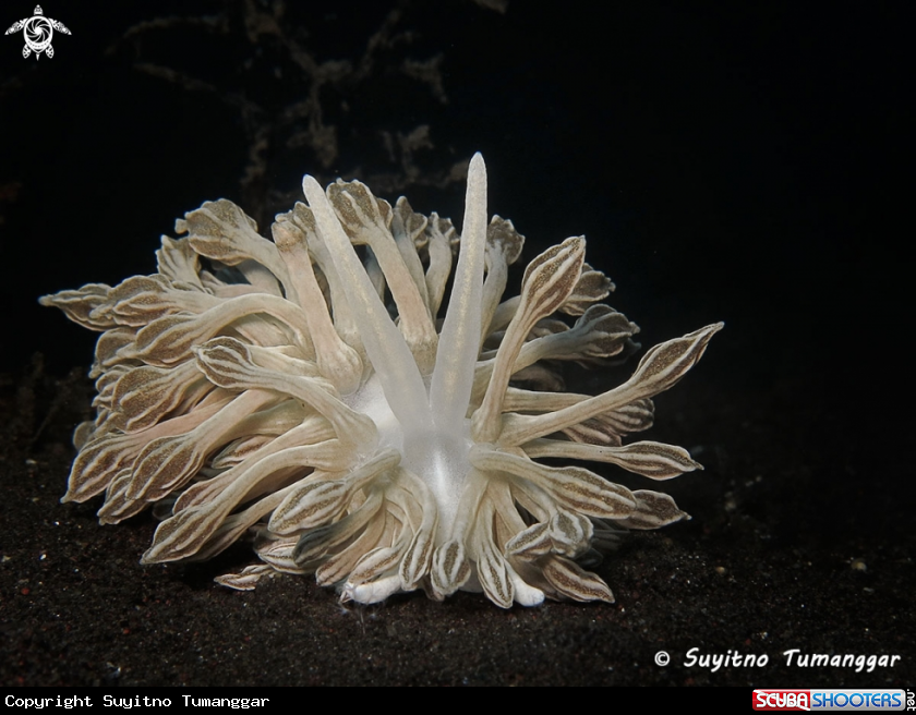 A Nudibranch