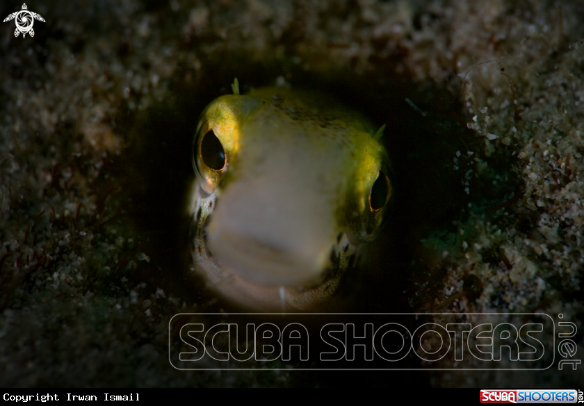 A Blenny
