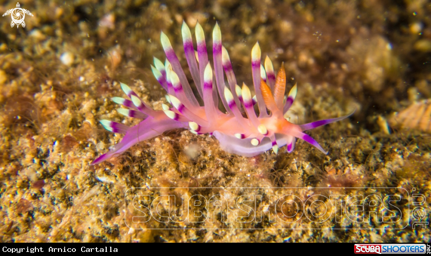 A underwater creature