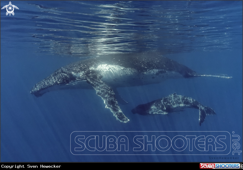 A humpback whale