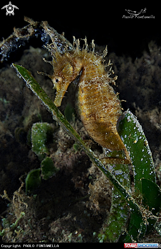 A Hippocampus