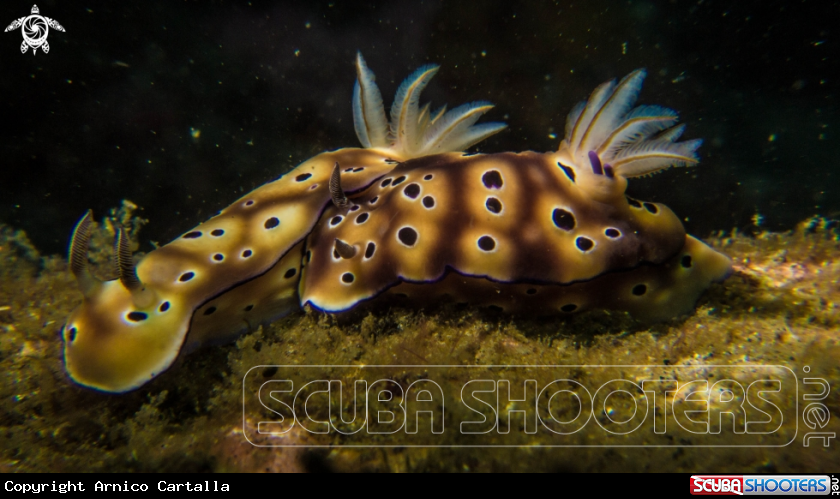 A underwater creature